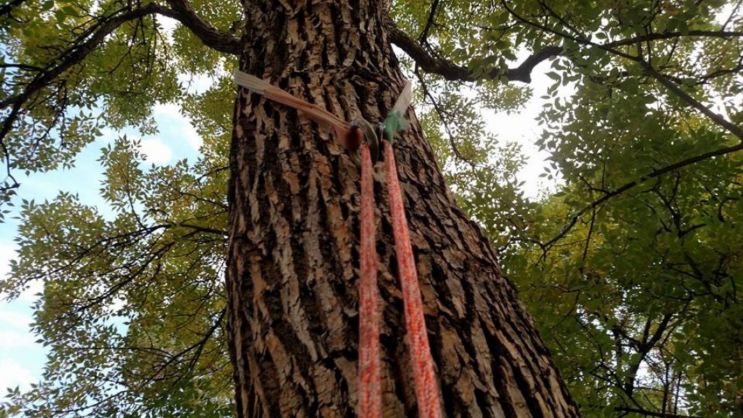 Tree Removal