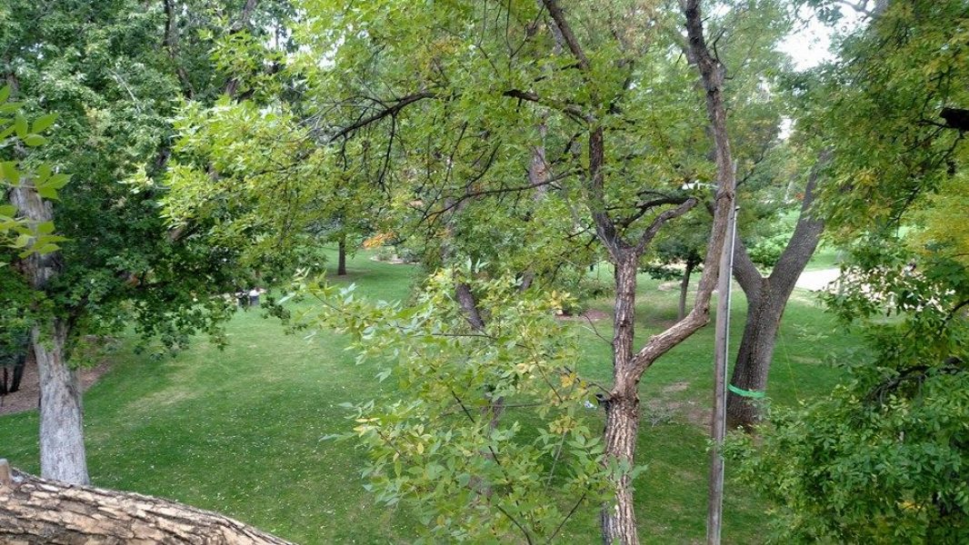 Tree Pruning/Trimming