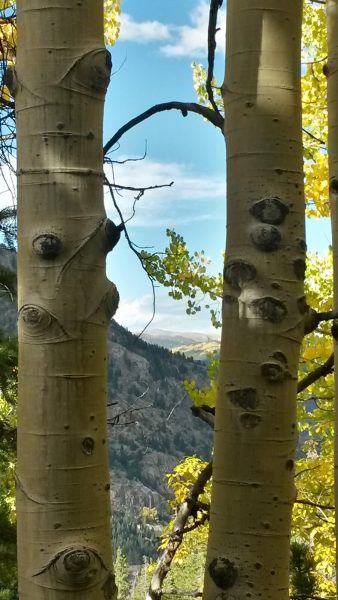 Aspen trees