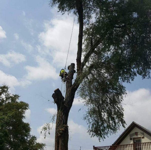 Tree Removal